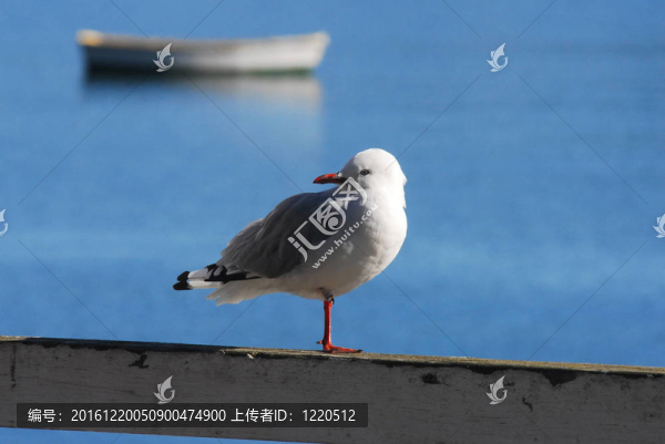 海鷗鳥