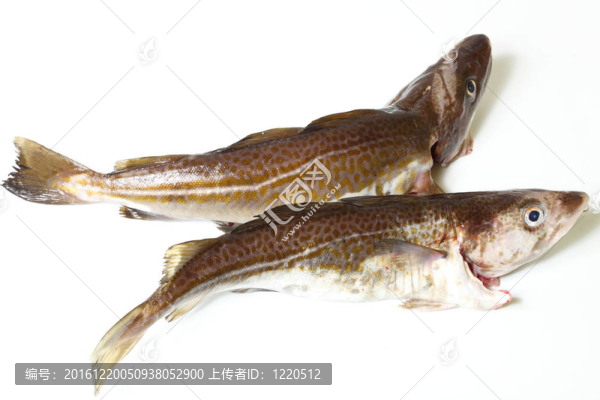 鱈魚