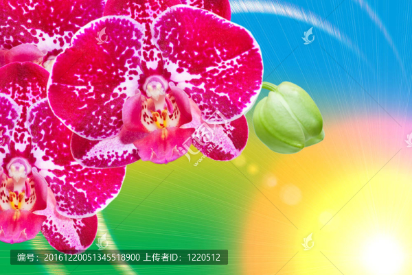 蘭花花的特寫