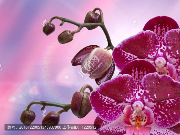 蘭花花的特寫