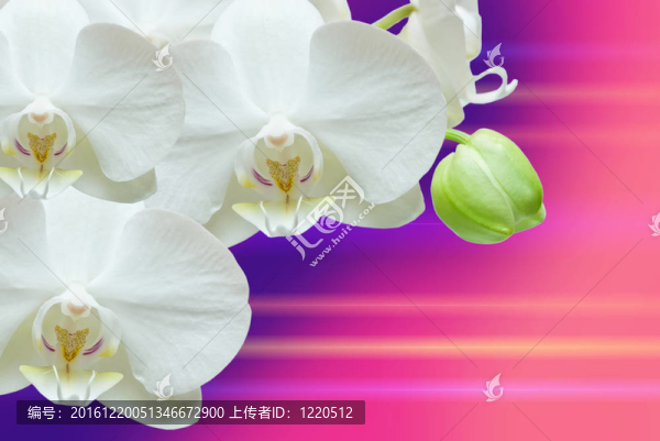 蘭花花的特寫