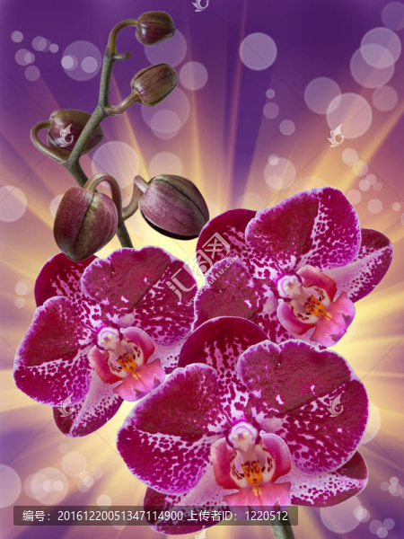 蘭花花的特寫(xiě)