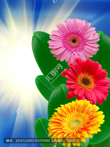 Gerber的花