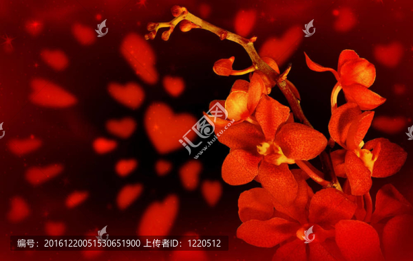 紅蘭花愛(ài)情背景