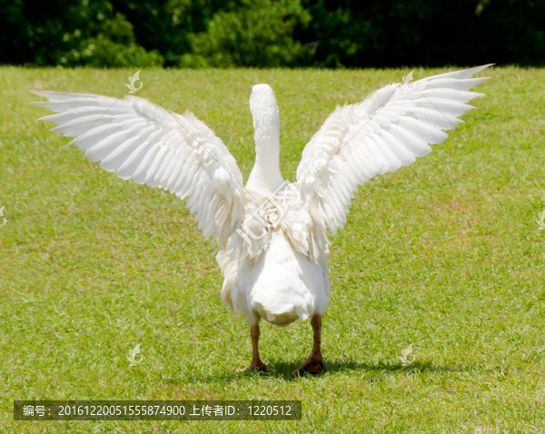 白鵝