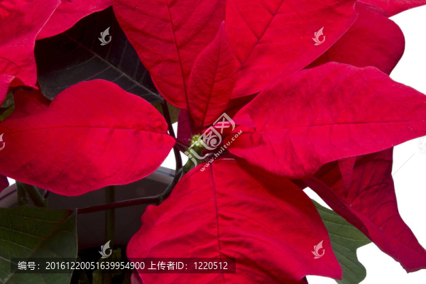 圣誕花
