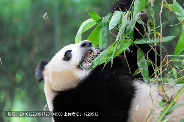 大熊貓