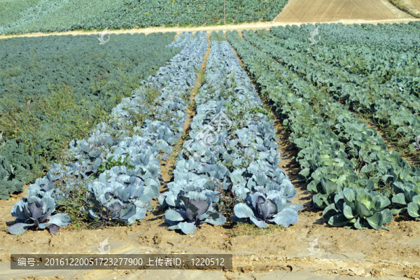 甘藍田；意大利；歐洲