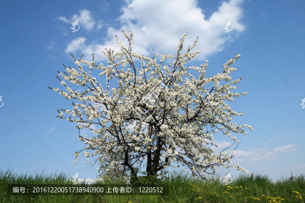 櫻桃樹