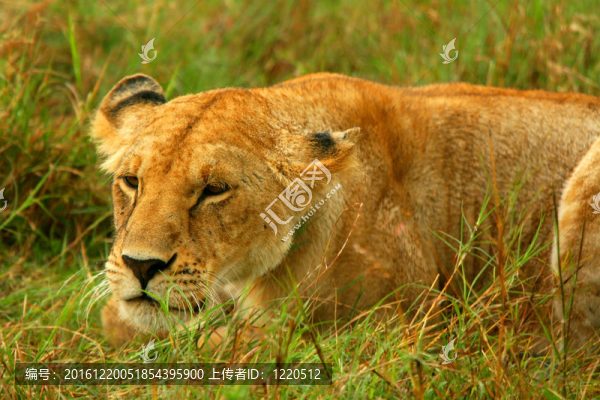 非洲野生獅子