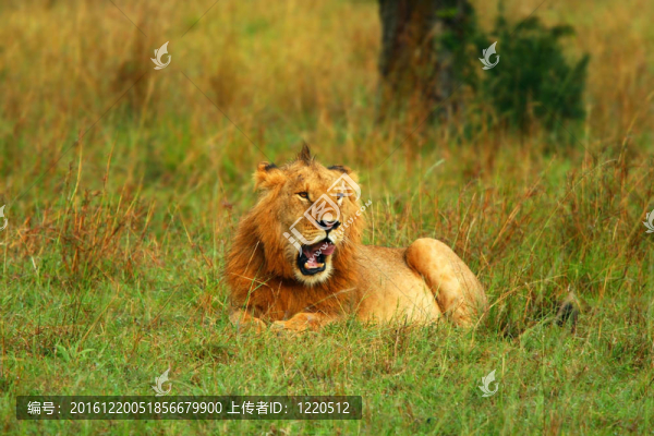 非洲野生獅子肖像
