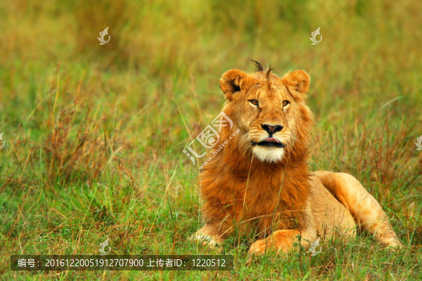 非洲野生獅子肖像
