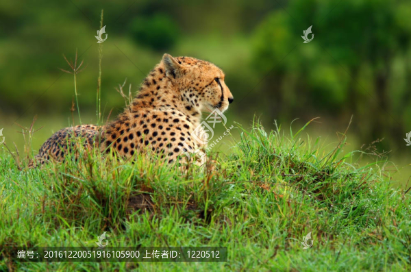 野生非洲獵豹