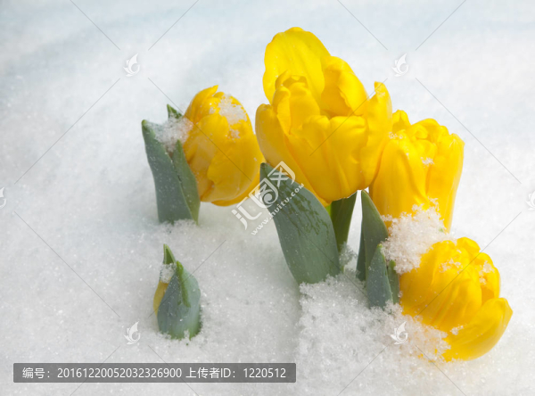 雪中的黃花