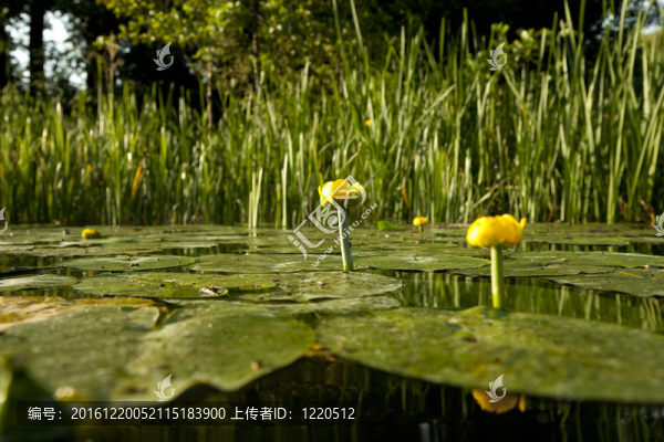 河花