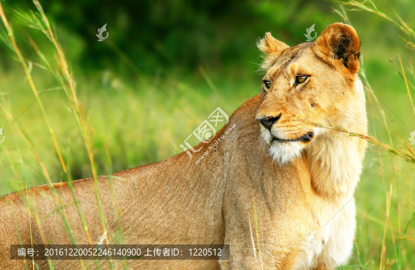 美麗的野Africam的母獅