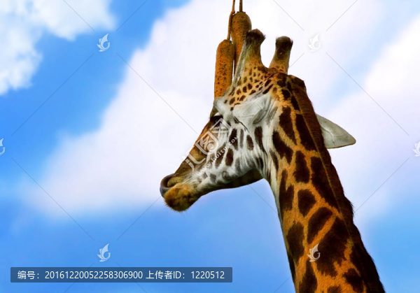 像長頸鹿