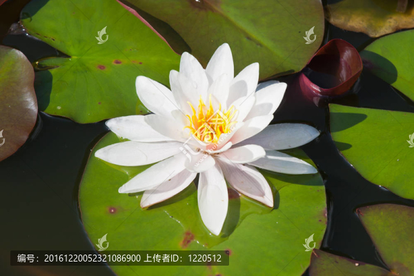 一個(gè)美麗的白色的睡蓮