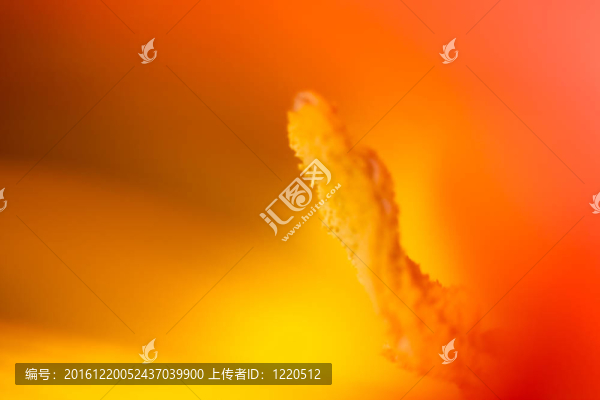 對(duì)郁金香雄蕊模糊特寫(xiě)