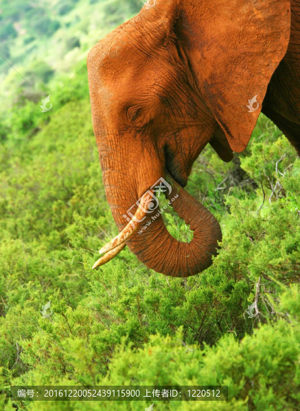 野生非洲象