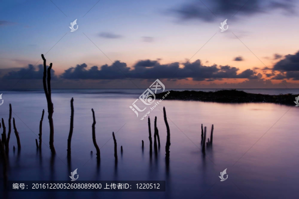 美麗的熱帶紅樹林的根部背后映襯日出