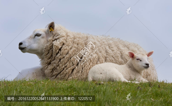 小羊羔；在草地上休息