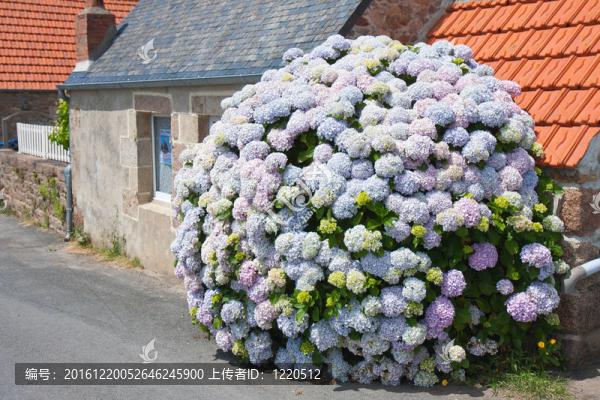 美麗的繡球花在布列塔尼地區(qū)的一間小屋前；法國(guó)