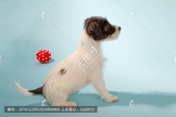 牧師的杰克羅素梗