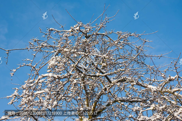 在冬天，白雪覆蓋的樹