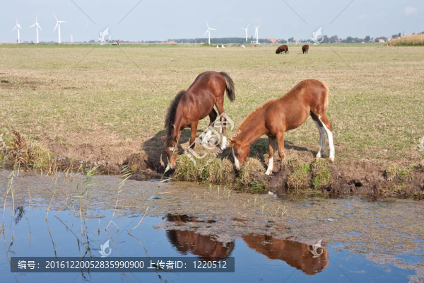 在荷蘭牧場里喝幾匹馬