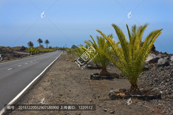 新的道路，通過在拉帕爾馬的火山景觀