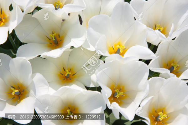 美麗的白色郁金香花
