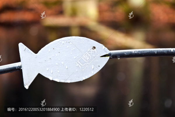 魚在雨濕的金屬欄桿
