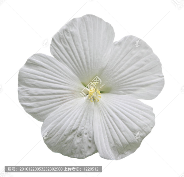 木槿
