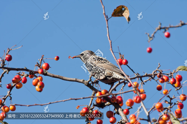 斑椋鳥(niǎo)在一棵蘋果樹(shù)吃水果