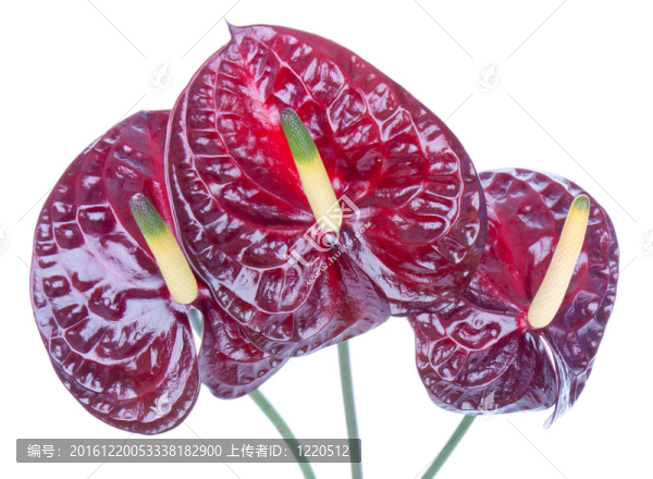 三紫紅掌（火鶴花）白色隔離