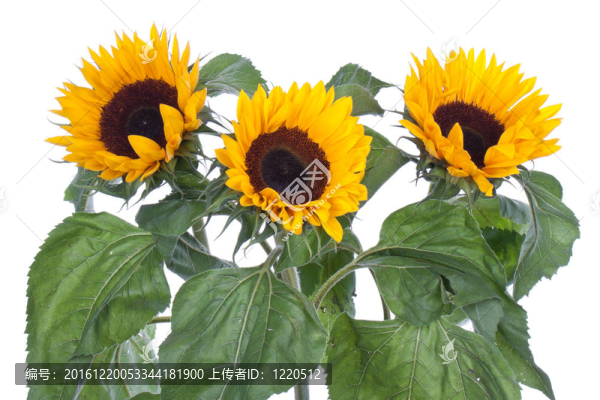三大向日葵；白色隔離