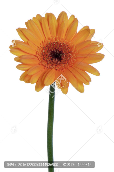 美麗的橙色非洲菊；白色隔離