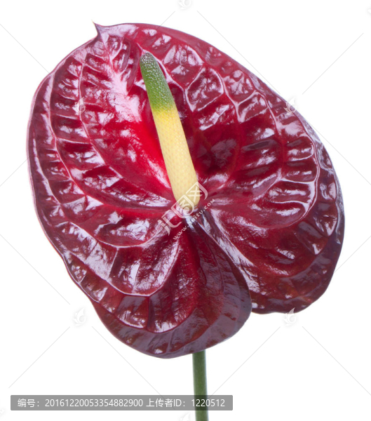 紫色的紅掌（火鶴花）白色隔離