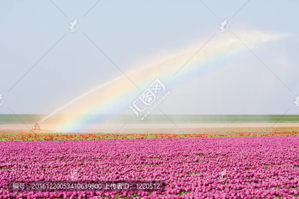 在被一個rainbowe荷蘭郁金香田野