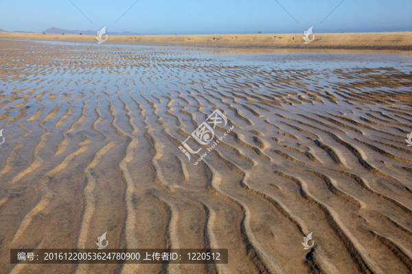 退潮的海灘Playa,de,Sotavento加那利島；富埃特文圖拉島；西班牙