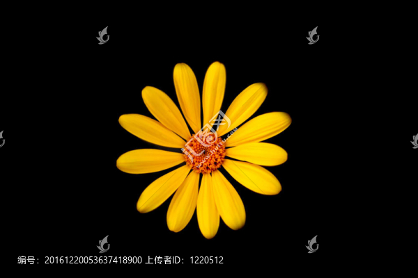 黃色的雛菊