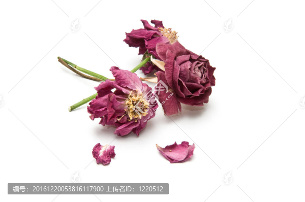 三朵干枯的玫瑰花和兩瓣花瓣