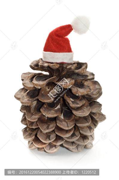 Santa帽的松果