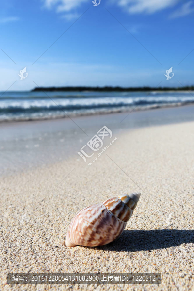 海灘上的貝殼