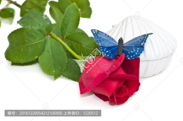 玫瑰花殼和藍(lán)蝴蝶