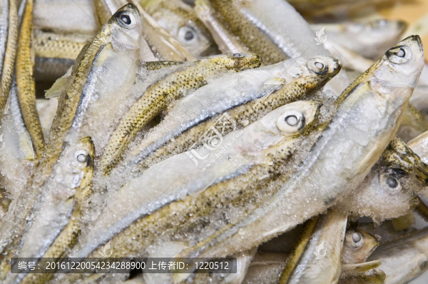 把冷凍魚