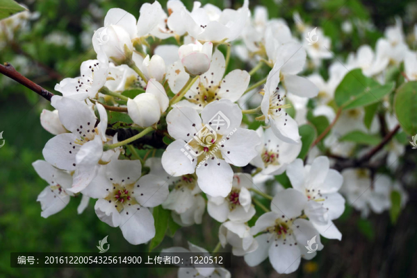 白色的櫻花
