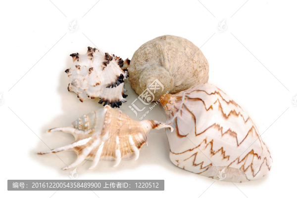 海貝殼