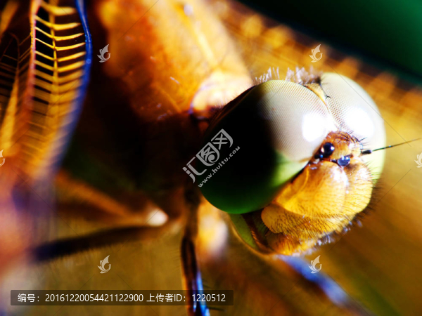 Sympetrum,flaveolum（紅蜻蜓